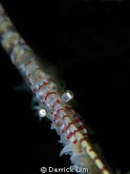 Sawblade shrimp close up, from Anilao, Philippines by Can... by Derrick Lim 